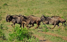 Masai Mara, Kenya © Travel+Style