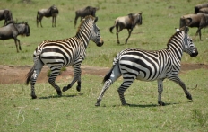 Masai Mara, Kenya © TravelPlusStyle.com