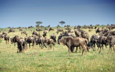 Masai Mara, Kenya © TravelPlusStyle.com