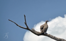 Masai Mara, Kenya © TravelPlusStyle.com