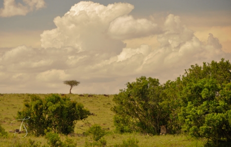 Masai Mara, Kenya © TravelPlusStyle.com