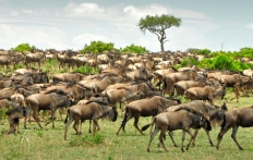 Masai Mara, Kenya © Travel+Style