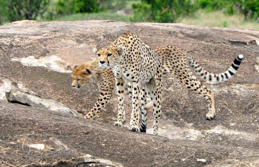 Masai Mara, Kenya © TravelPlusStyle.com