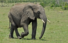 Masai Mara, Kenya © TravelPlusStyle.com