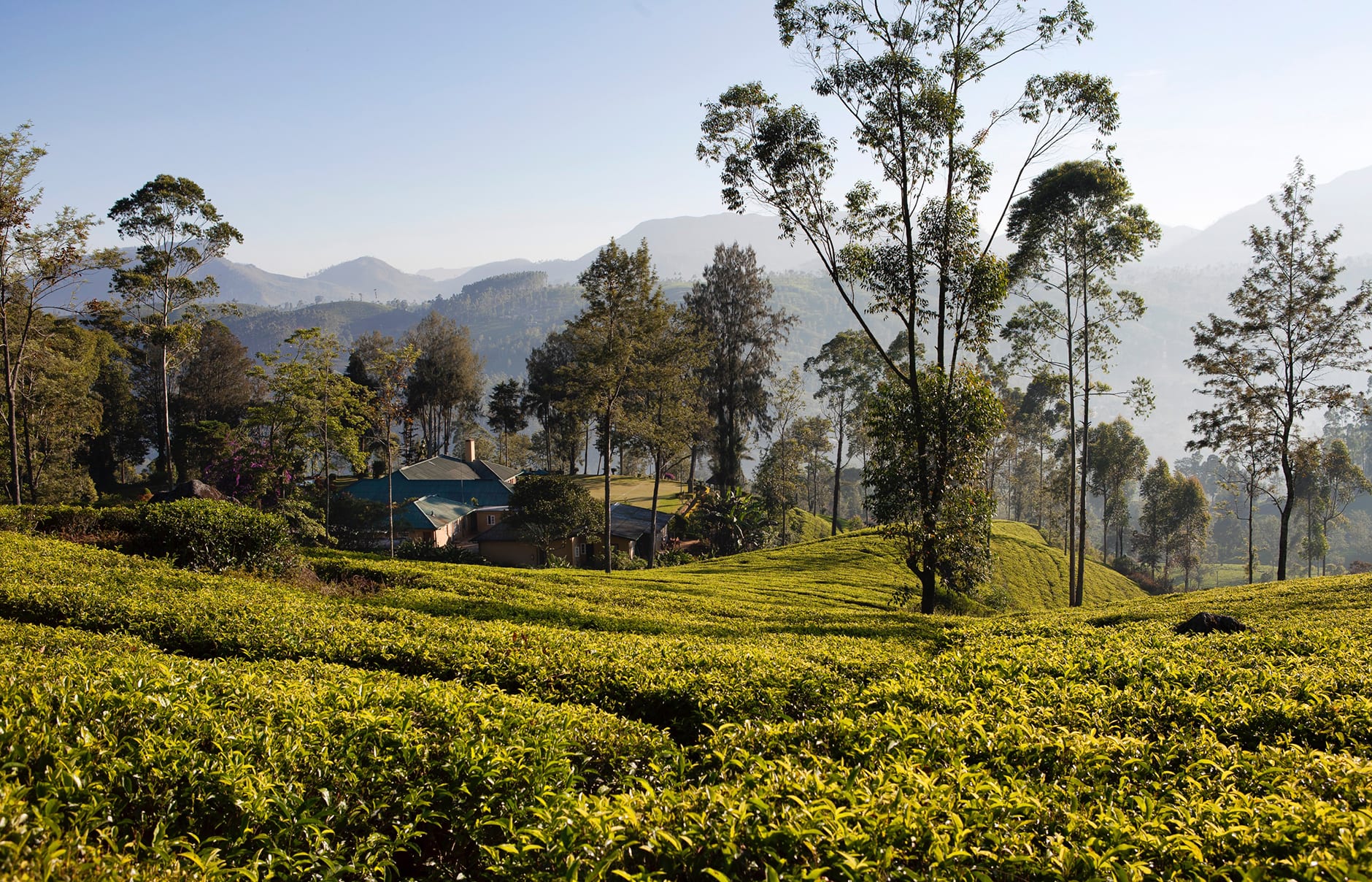 Norwood Bungalow. Ceylon Tea Trails, Sri Lanka. Hotel Review by TravelPlusStyle. Photo © Resplendent Ceylon