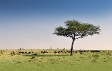 Cottar's 1920s Safari Camp, Masai Mara, Kenya