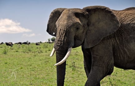 Cottar's 1920s Safari Camp, Masai Mara, Kenya