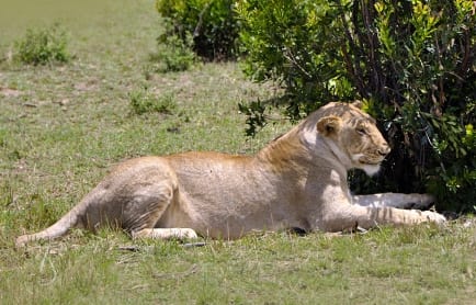 Cottar's 1920s Safari Camp, Masai Mara, Kenya