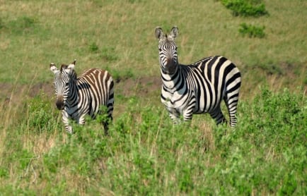 Cottar's 1920s Safari Camp, Masai Mara, Kenya