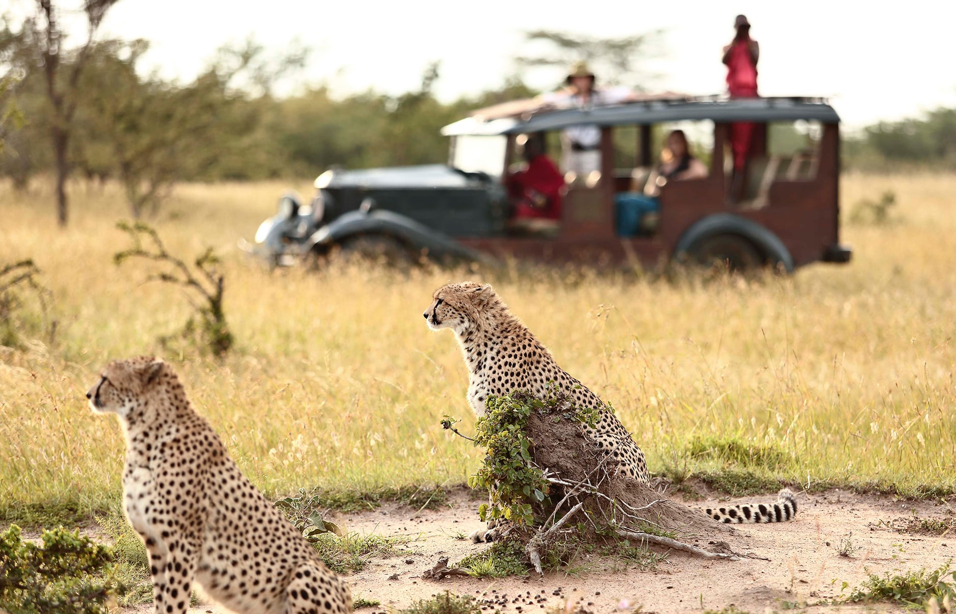 Cottars 1920s Camp Masai Mara, Kenya. Hotel Review by TravelPlusStyle. Photo © Cottar's Safaris