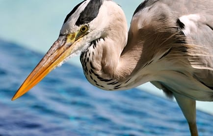 Huvafen Fushi, Maldives. © TravelPlusStyle.com