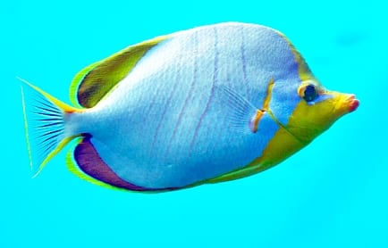 Huvafen Fushi, Maldives. © TravelPlusStyle.com