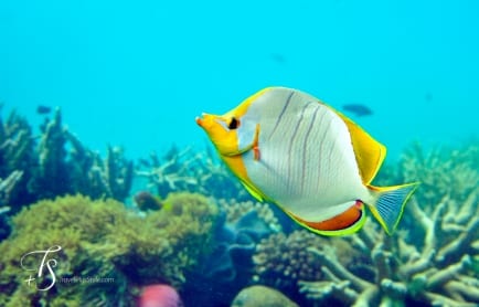 Huvafen Fushi, Maldives. © TravelPlusStyle.com