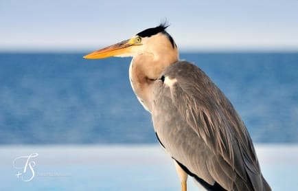 Huvafen Fushi, Maldives. © TravelPlusStyle.com
