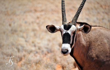 Little Kulala, Namibia. © TravelPlusStyle.com