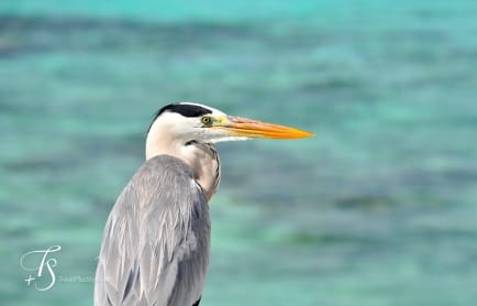 Maalifushi by Como, Maldives. © TravelPlusStyle.com