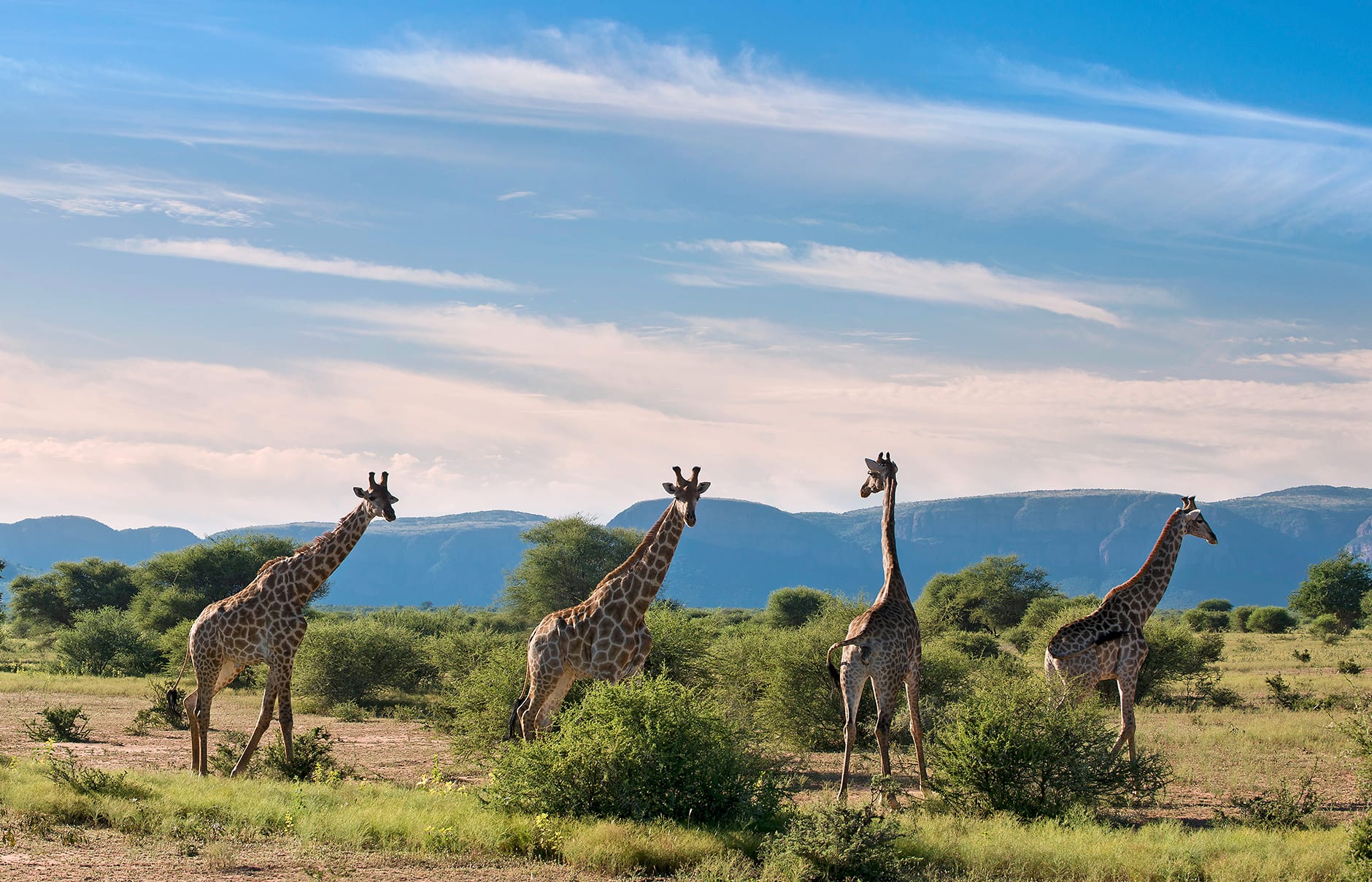 Marataba Safari Lodge, South Africa. Hotel Review by TravelPlusStyle. Photo © Marataba