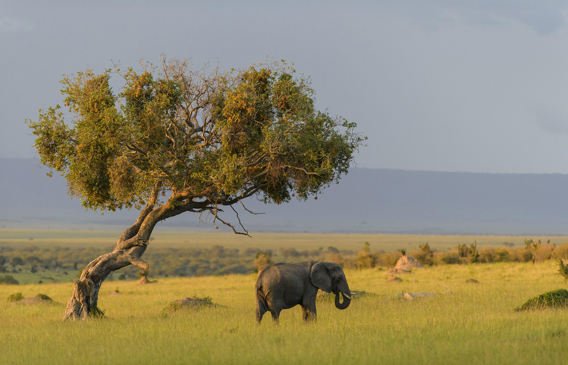 Nomad Lamai, Serengeti, Tanzania • TravelPlusStyle.com