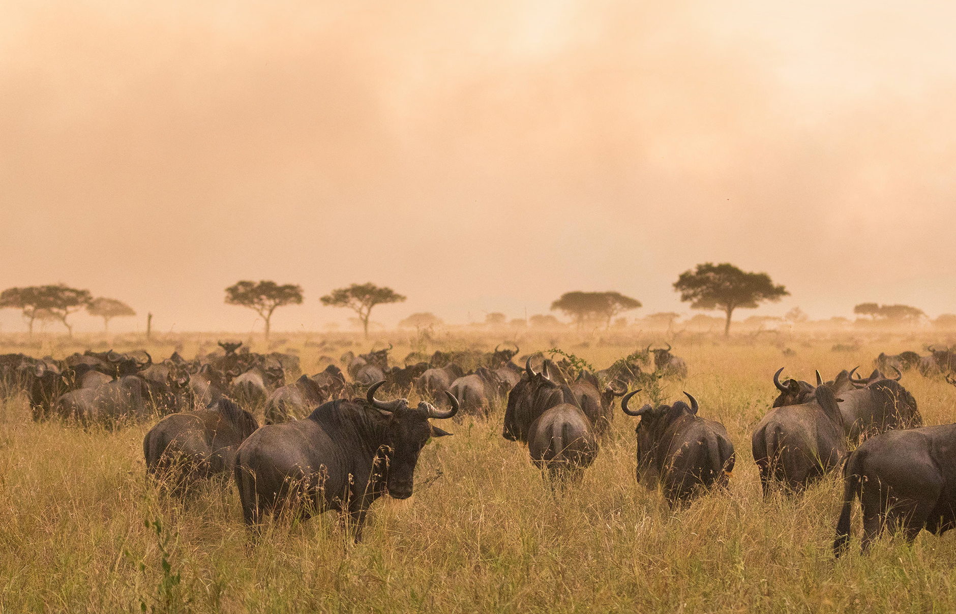 Nomad Lamai, Serengeti, Tanzania • TravelPlusStyle.com