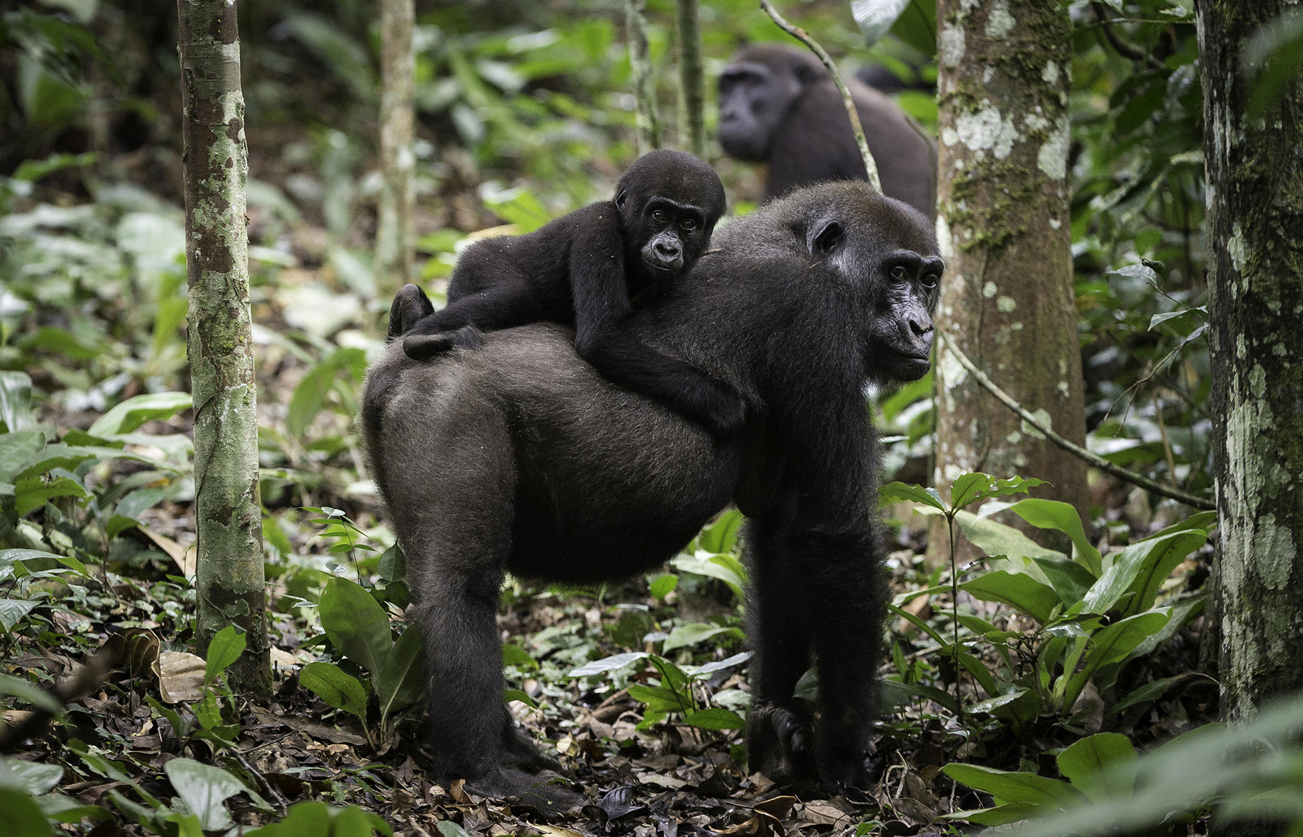 Gorilla Tracking in Congo Basin with Kamba Camps • TravelPlusStyle.com