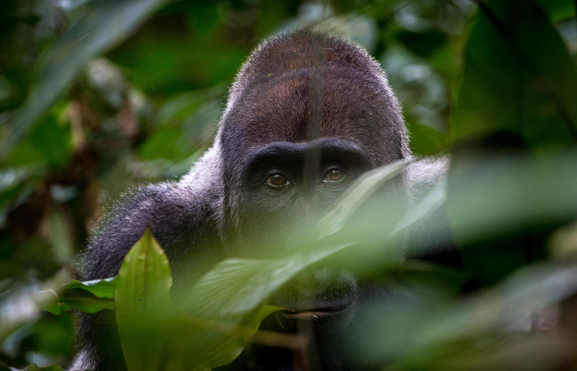 Gorilla Tracking in Congo Basin with Kamba Camps • TravelPlusStyle.com