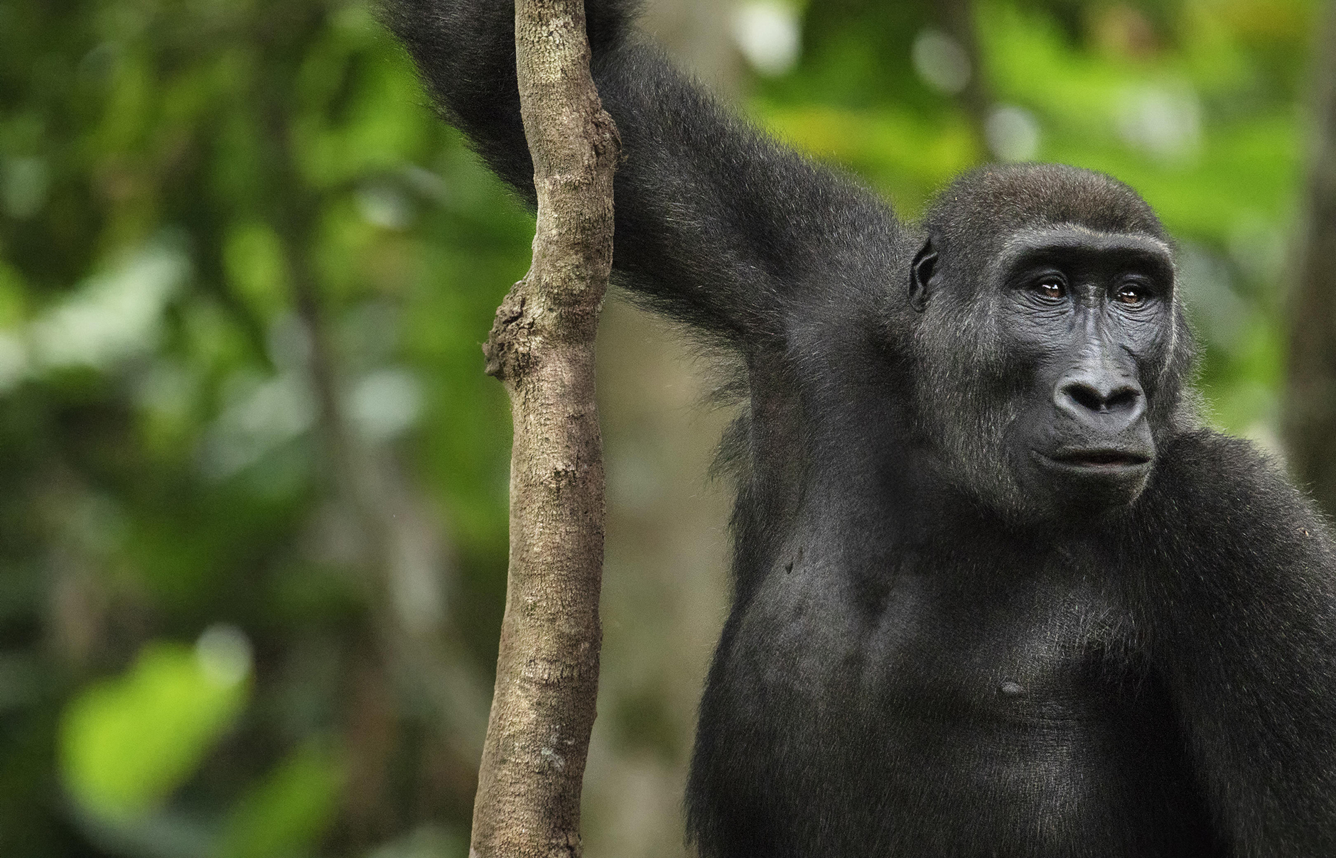 Gorilla Tracking in Congo Basin with Kamba Camps • TravelPlusStyle.com