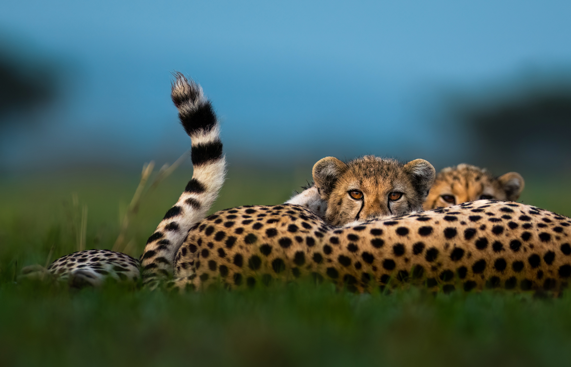 Singita Explore Mobile Tented Camp, Tanzania • TravelPlusStyle.com