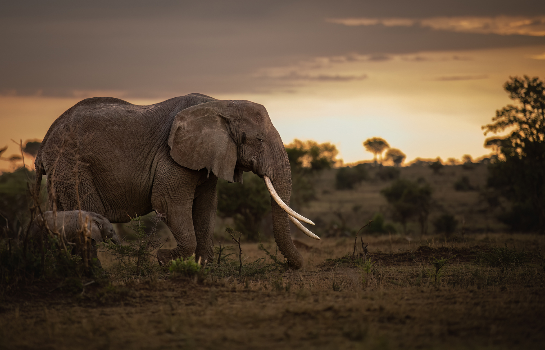 Singita Explore Mobile Tented Camp, Tanzania • TravelPlusStyle.com