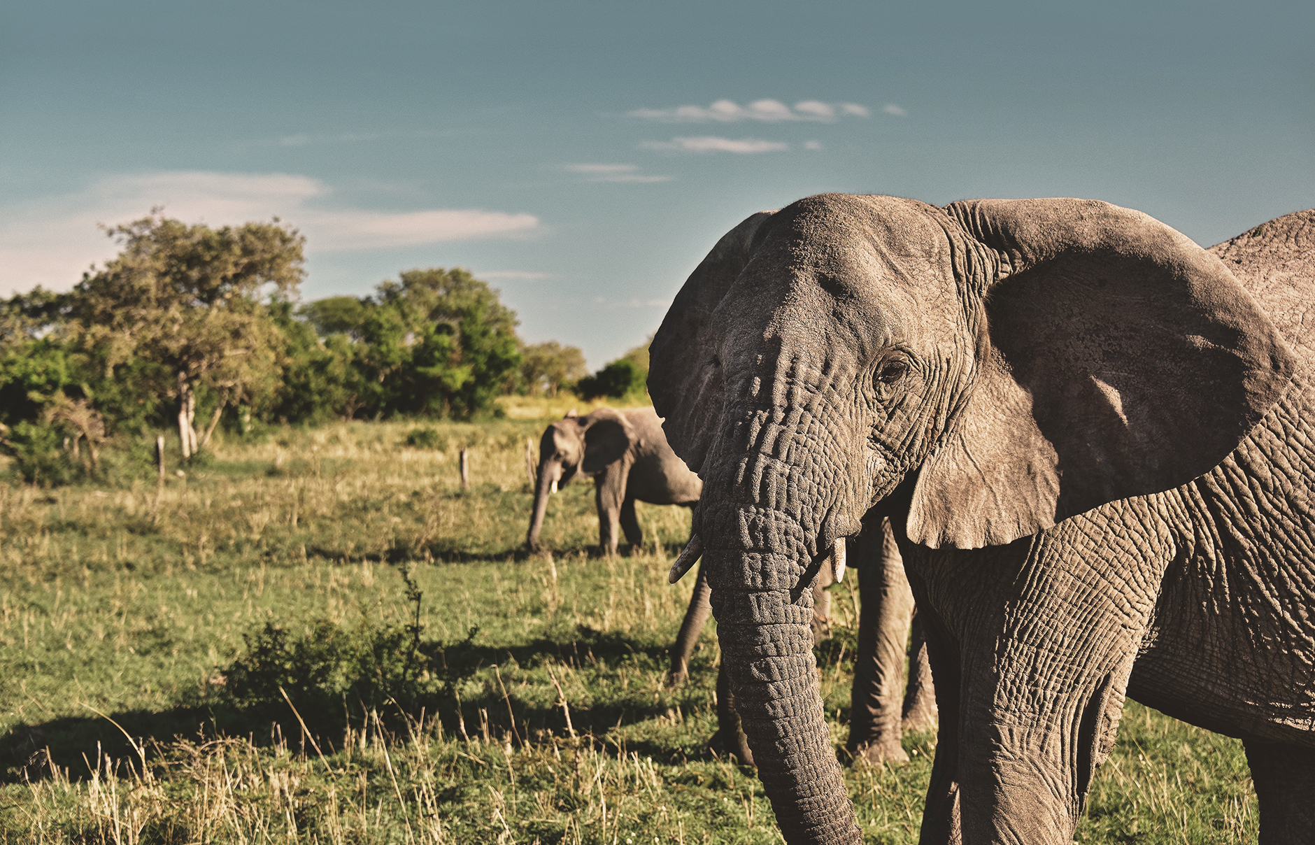 Staying at Singita Sabora Tented Camp, Tanzania — In Our Lens  • Photo © TravelPlusStyle.com