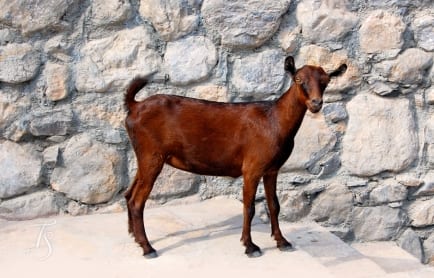 Six Senses Zighy Bay, Oman. © Travel+Style