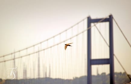 The House Hotel Bosphorus, Istanbul. Turkey. © TravelPlusStyle.com