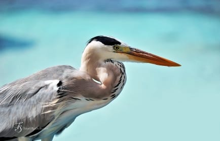 W Retreat &amp; Spa Maldives © TravelPlusStyle.com