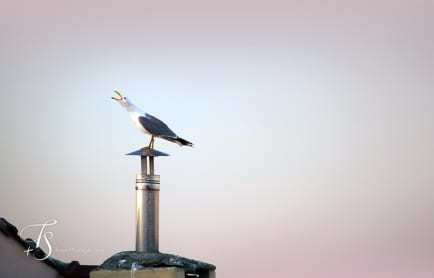 witt-suites-travelplusstyle_19