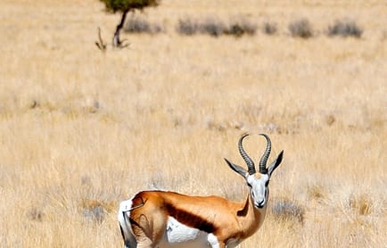 Wolwedans Boulders Camp, Namib Rand, Namibia. © TravelPlusStyle.com