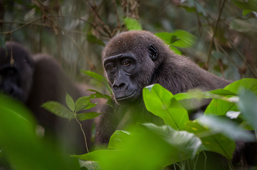 Gorilla Tracking at Odzala Wilderness Camps • Luxury Hotels TravelPlusStyle