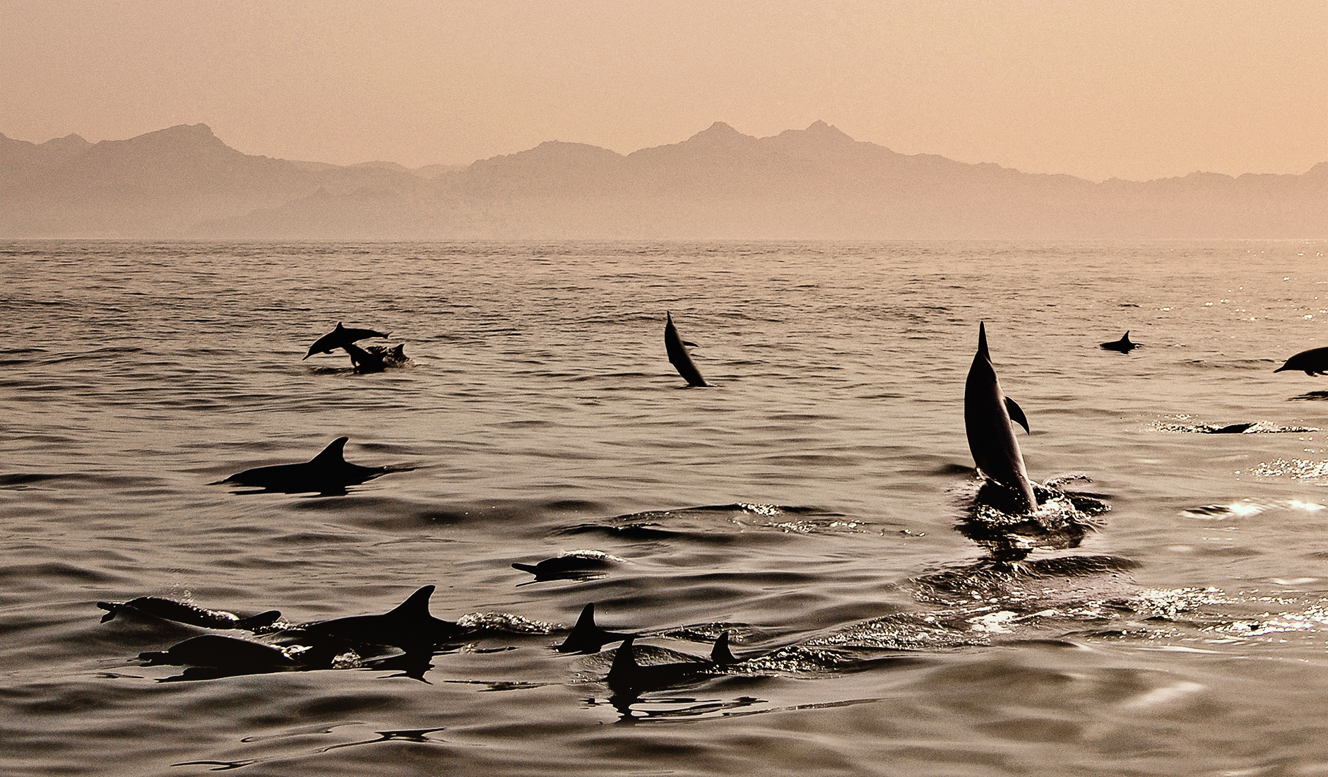 Dolphins in the Gulf of Oman. The Top 10 Things To Do in Oman. Photo by © TravelPlusStyle.com
