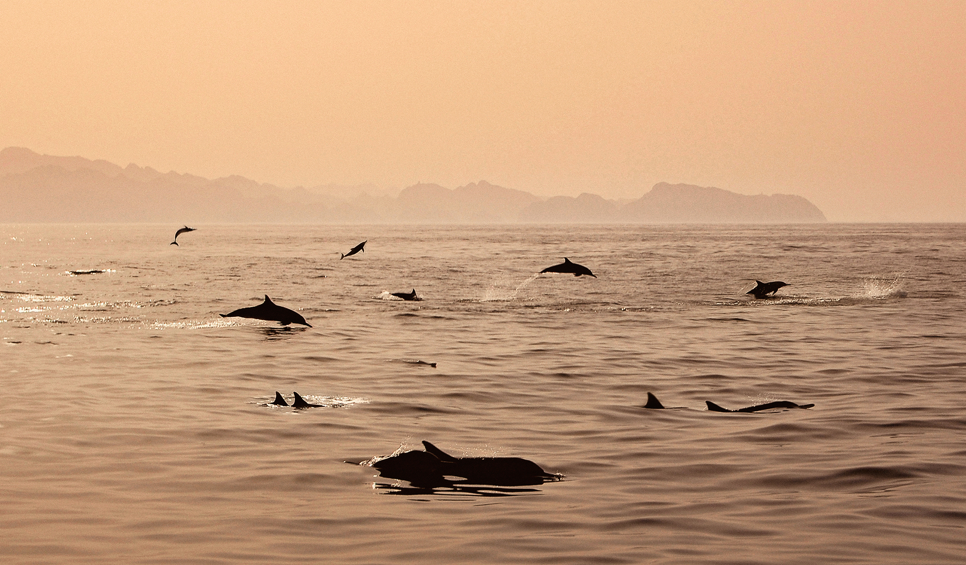 Dolphins in the Gulf of Oman. The Top 10 Things To Do in Oman. Photo by © TravelPlusStyle.com