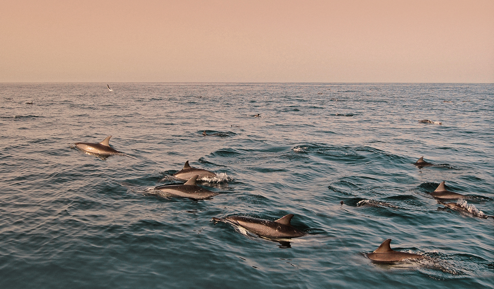 Dolphins in the Gulf of Oman. The Top 10 Things To Do in Oman. Photo by © TravelPlusStyle.com