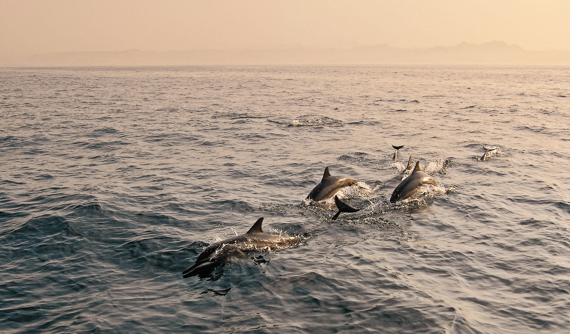 Dolphins in the Gulf of Oman. The Top 10 Things To Do in Oman. Photo by © TravelPlusStyle.com