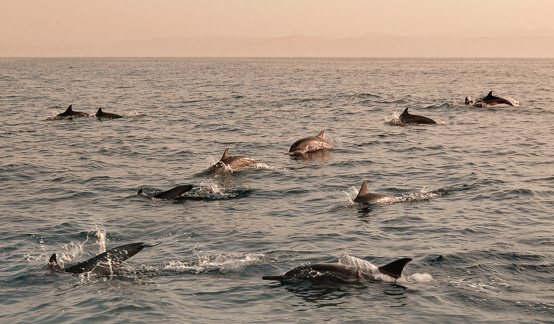 Dolphins in the Gulf of Oman. The Top 10 Things To Do in Oman. Photo by © TravelPlusStyle.com