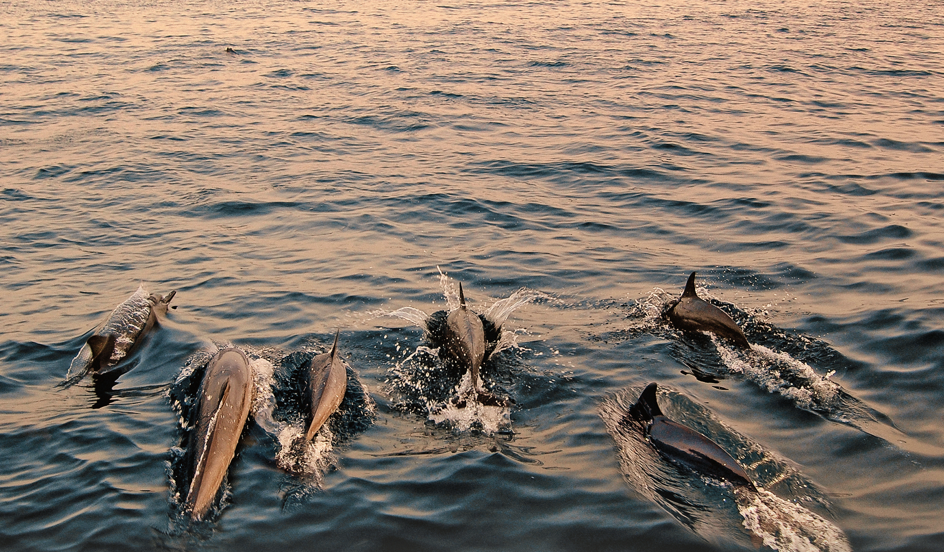 Dolphins in the Gulf of Oman. The Top 10 Things To Do in Oman. Photo by © TravelPlusStyle.com